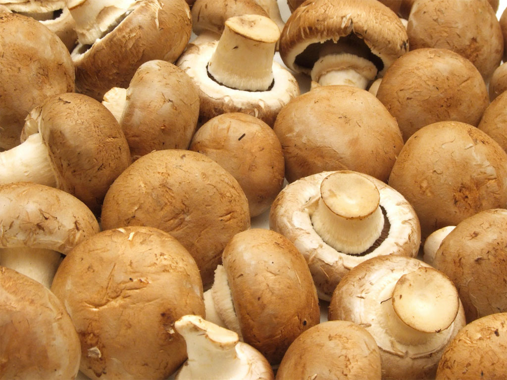 Funghi champignon grandi freschi e sodi