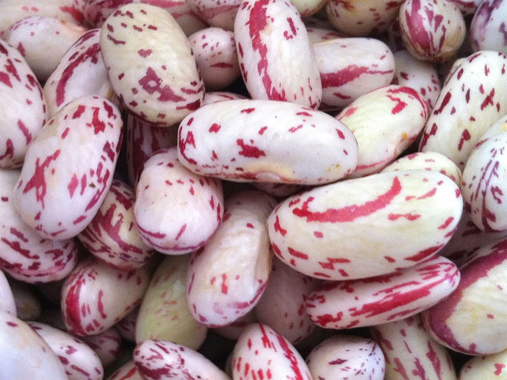 Fagioli borlotti lessati al dente