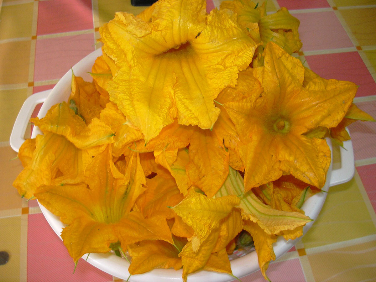 Fiori di zucca freschi