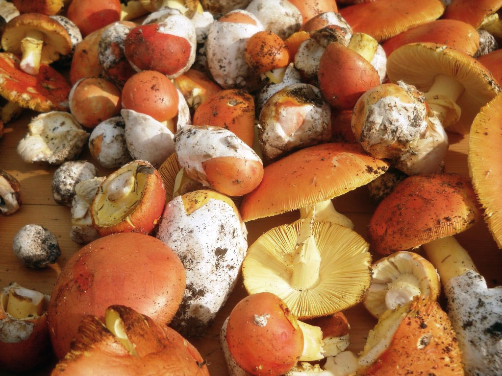 Funghi porcini e funghi ovoli