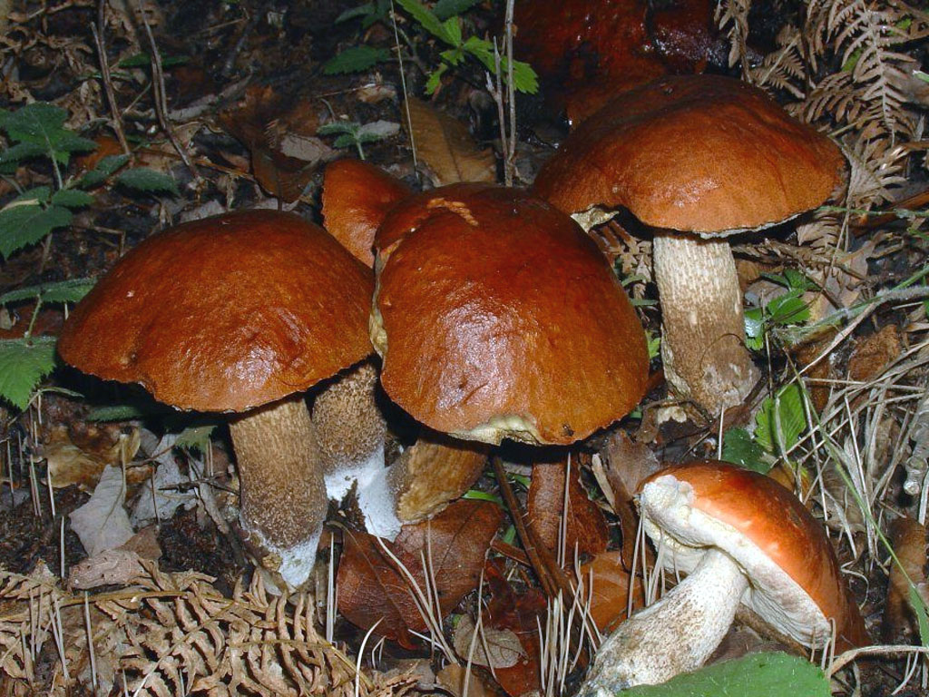 Funghi porcinelli