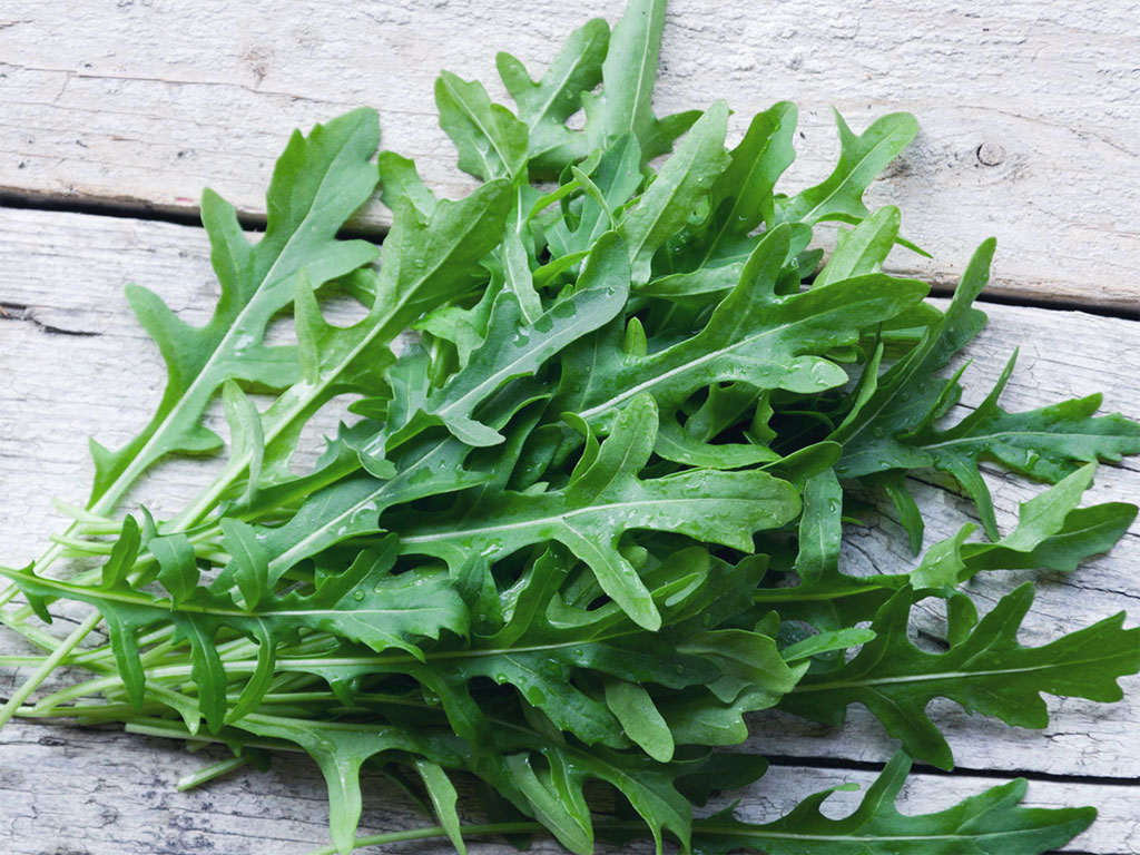 Germogli di insalata rucola