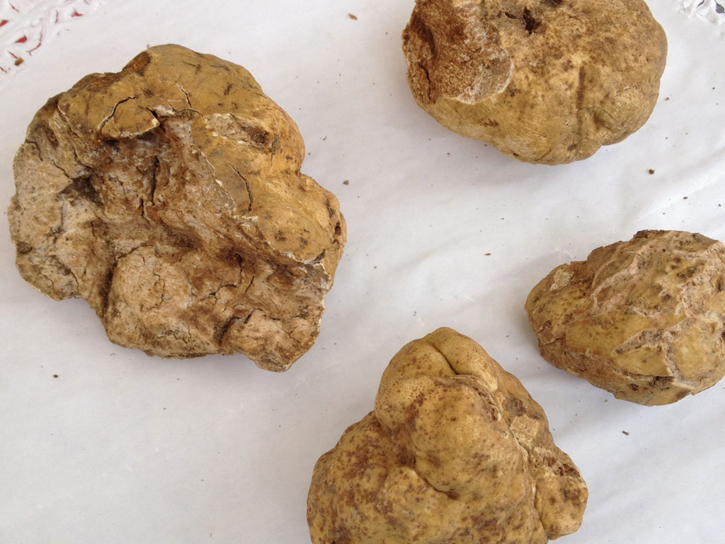 Tartufo Tartufo