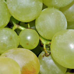 Budino di settembre