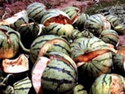 Attenti alle angurie che sono una bomba! Attenti alle angurie che sono una bomba!