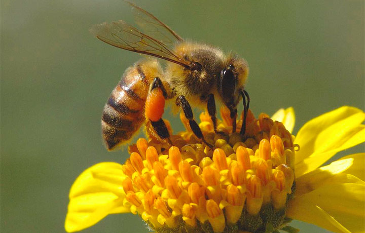 Un'ape bottinatrice si posa sul fiore