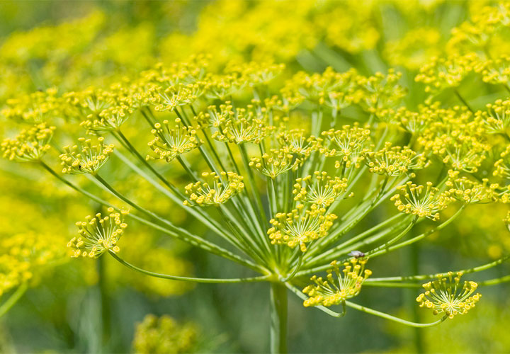 Il fiore del finocchio