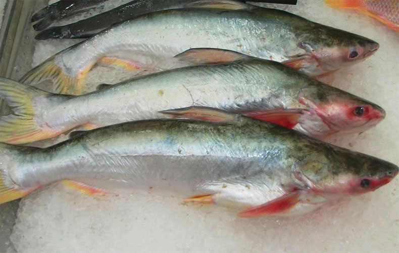 Pangasio